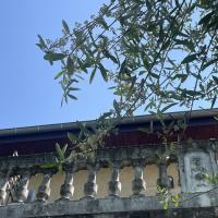 Juin 2023 - Olivier en fleurs